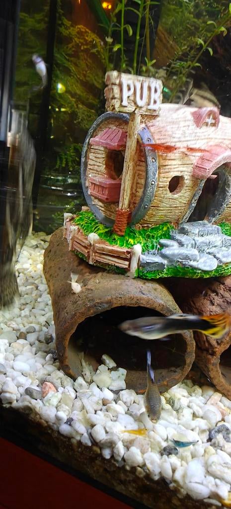 Snow White ansistrus, Dieren en Toebehoren, Vissen | Aquariumvissen, Vis