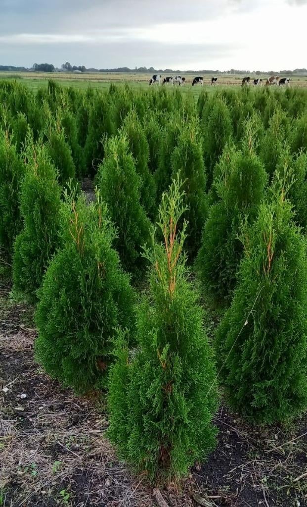 Thuja 'Brabant' , 'Atrovirens' en 'Smaragd'  € 5,00 per stuk, Ophalen, Conifeer, Haag, 100 tot 250 cm