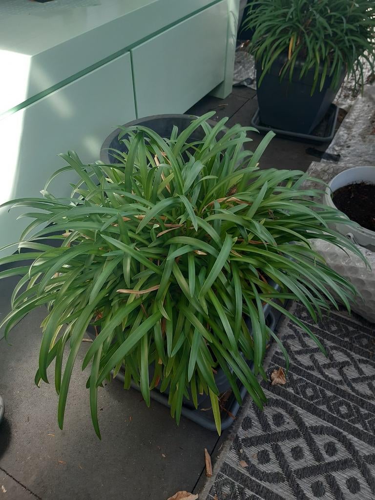 Agapanthus Afrikaanse Lelie, Ophalen, Overige soorten, Volle zon