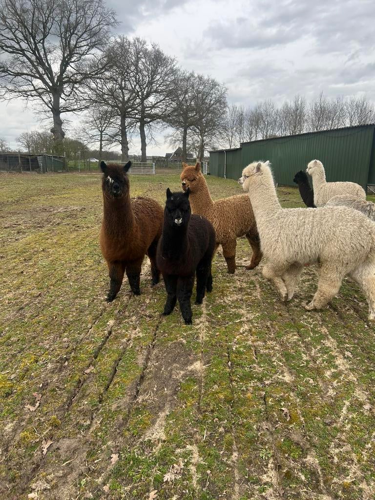 6 alpaca hengst veulens, Dieren en Toebehoren, Juni, Mannelijk