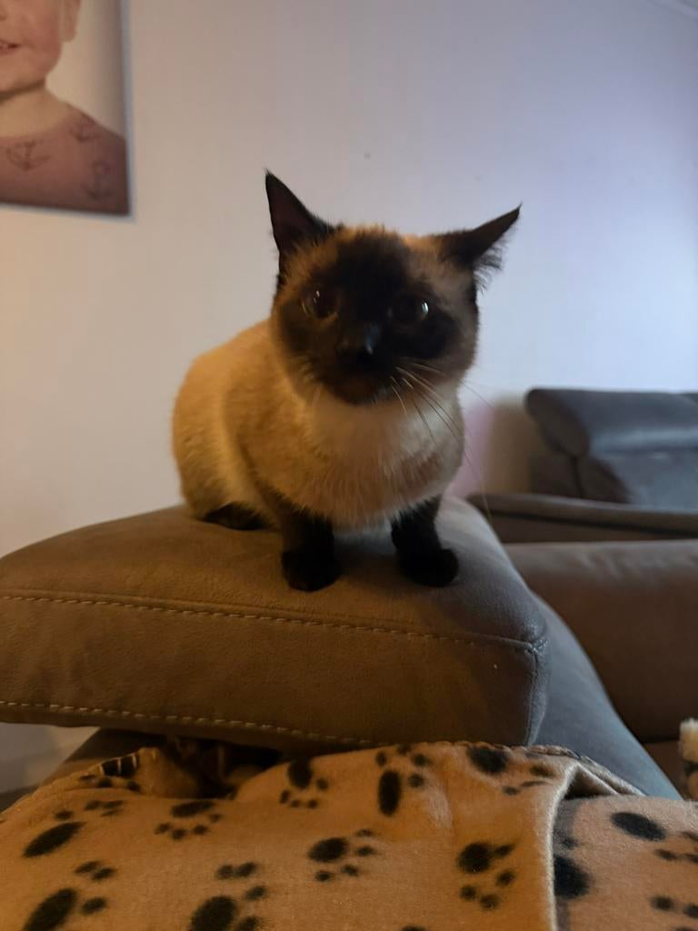 Prachtige kitten poes siamees 11 maanden zoekt nieuw thuis, Dieren en Toebehoren, Katten en Kittens | Raskatten | Korthaar, Poes