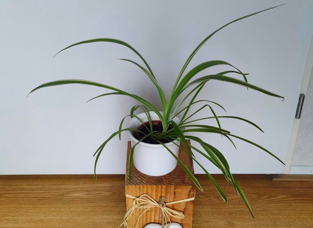 Luchtzuiverende Graslelie Chlorophytum 'Ocean', Huis en Inrichting, Ophalen, Overige soorten, Halfschaduw, In pot