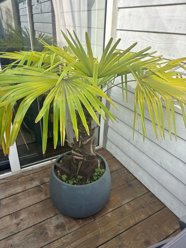 Grote palmplant (150 cm) met pot - Vanaf 20 Maart, Ophalen, Palm, Halfschaduw, In pot