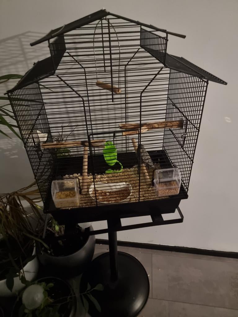 Blackface parkiet, Dieren en Toebehoren, Geslacht onbekend, Parkiet, Tam