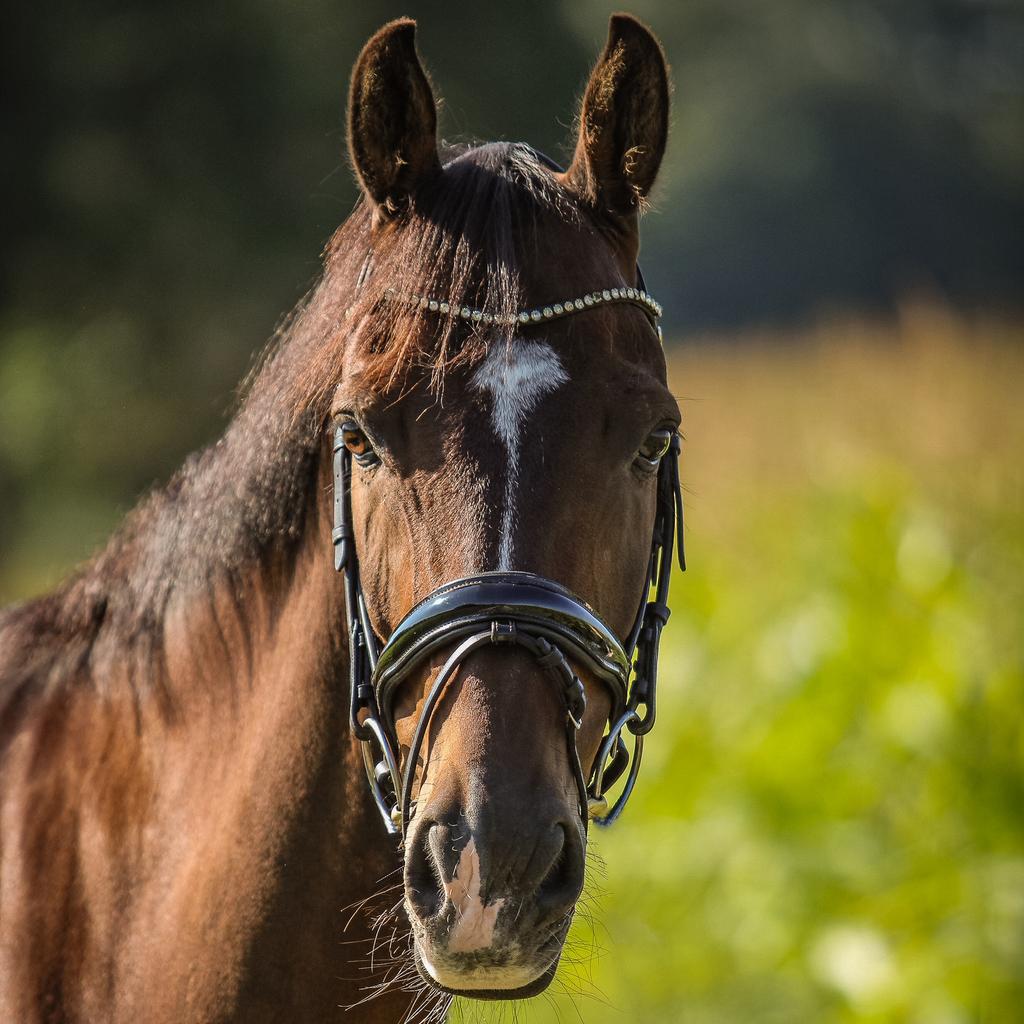 Leuke dressuur / buiterit pony te koop, Ophalen
