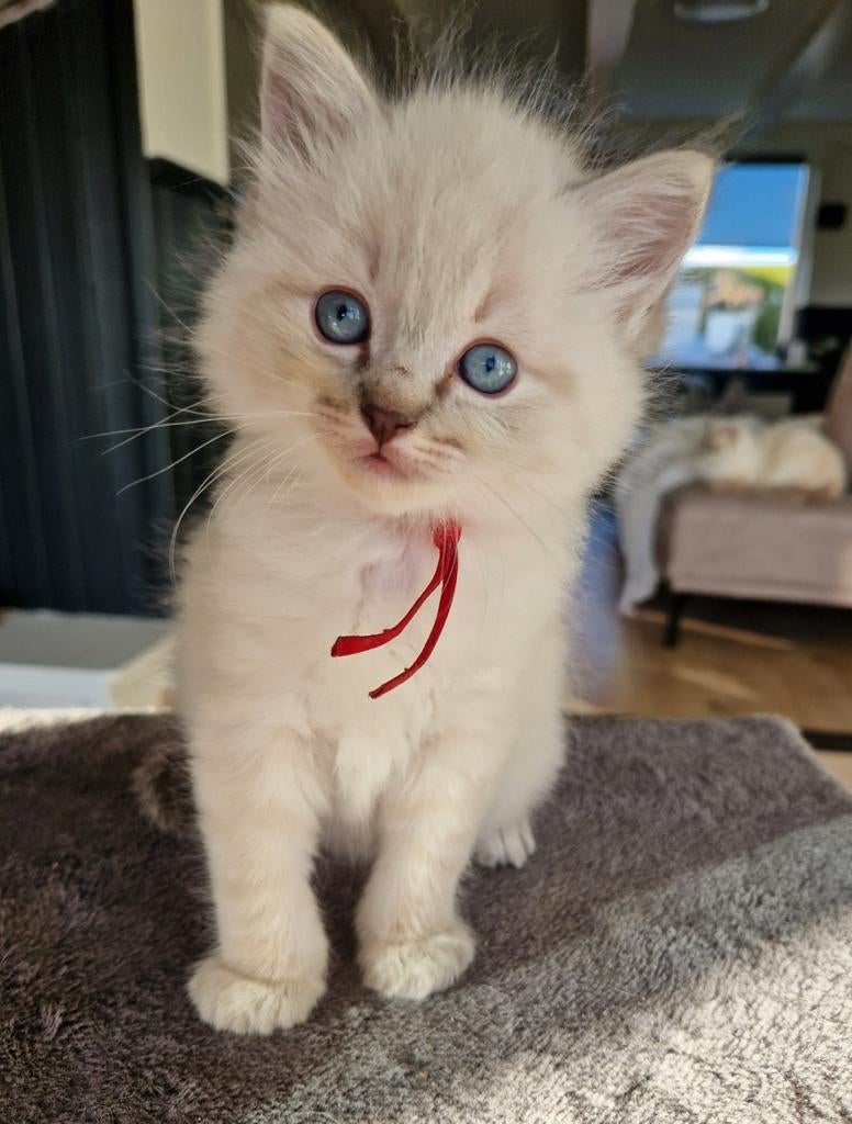 Ragdoll kittens met stamboom, Dieren en Toebehoren, Meerdere dieren, Met stamboom