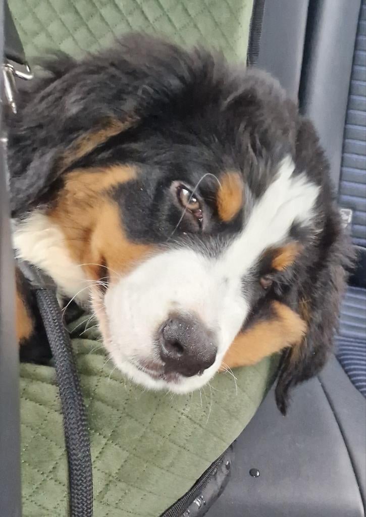 Hondenmand achterbank, Ophalen, Zo goed als nieuw