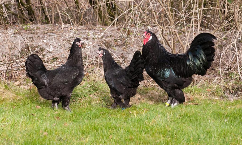 Broedeieren Nederlandse Kraaikop, Dieren en Toebehoren, Pluimvee, Geslacht onbekend, Kip