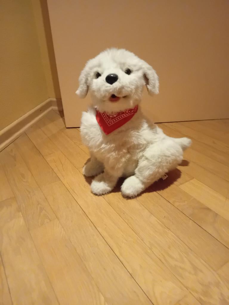 Robot hond, Ophalen, Jongen of Meisje