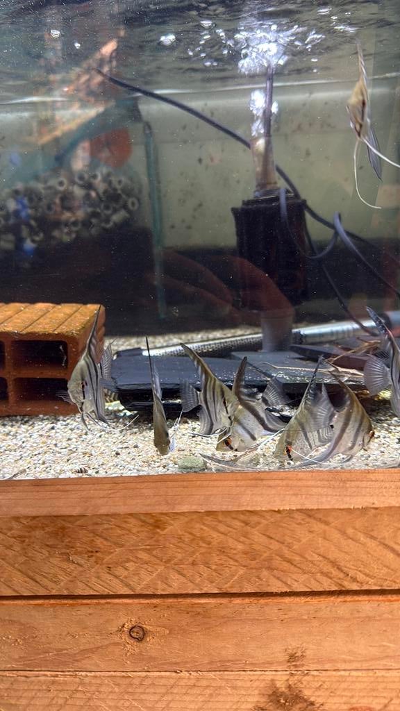 Pterophyllum scalare - maanvis blue pinoy, Vis