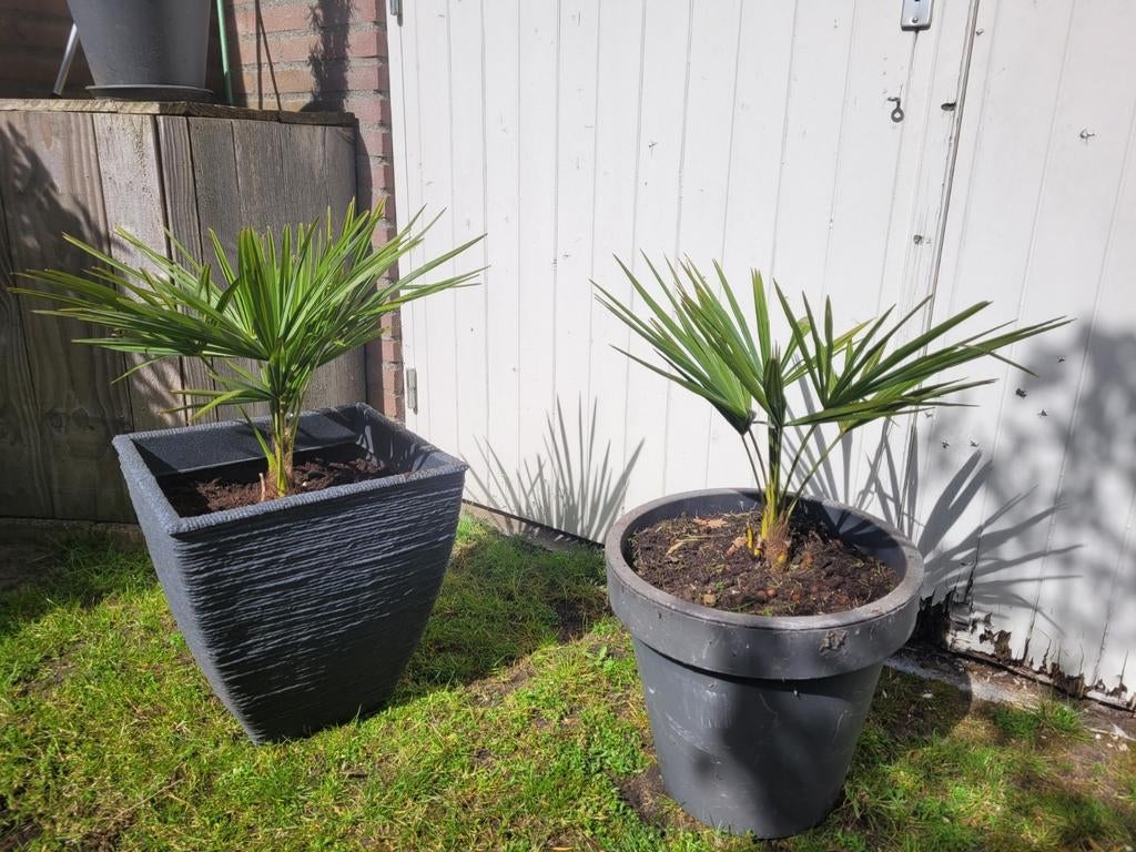 Palmboom, Tuin en Terras, Planten | Tuinplanten, Ophalen of Verzenden, Overige soorten, Volle zon