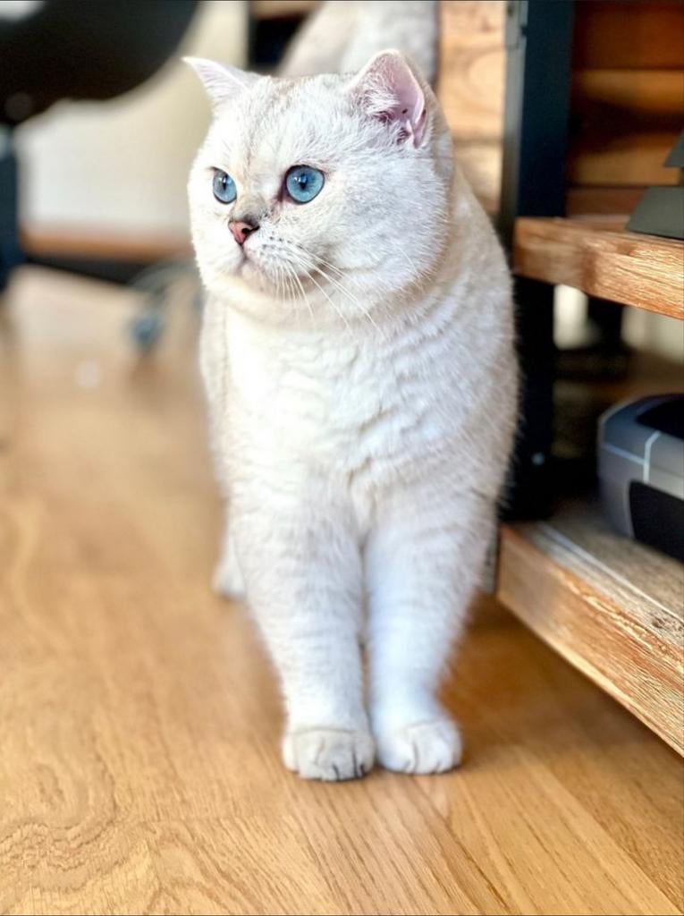 Dekkater Brits Korth. Stamboom m.Worldchampion Silver Shaded, Dieren en Toebehoren