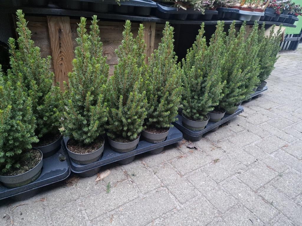 Picea Conica - Dwergspar in pot, Tuin en Terras, Planten | Bomen, Bloeit niet, Overige soorten, Minder dan 100 cm, Ophalen