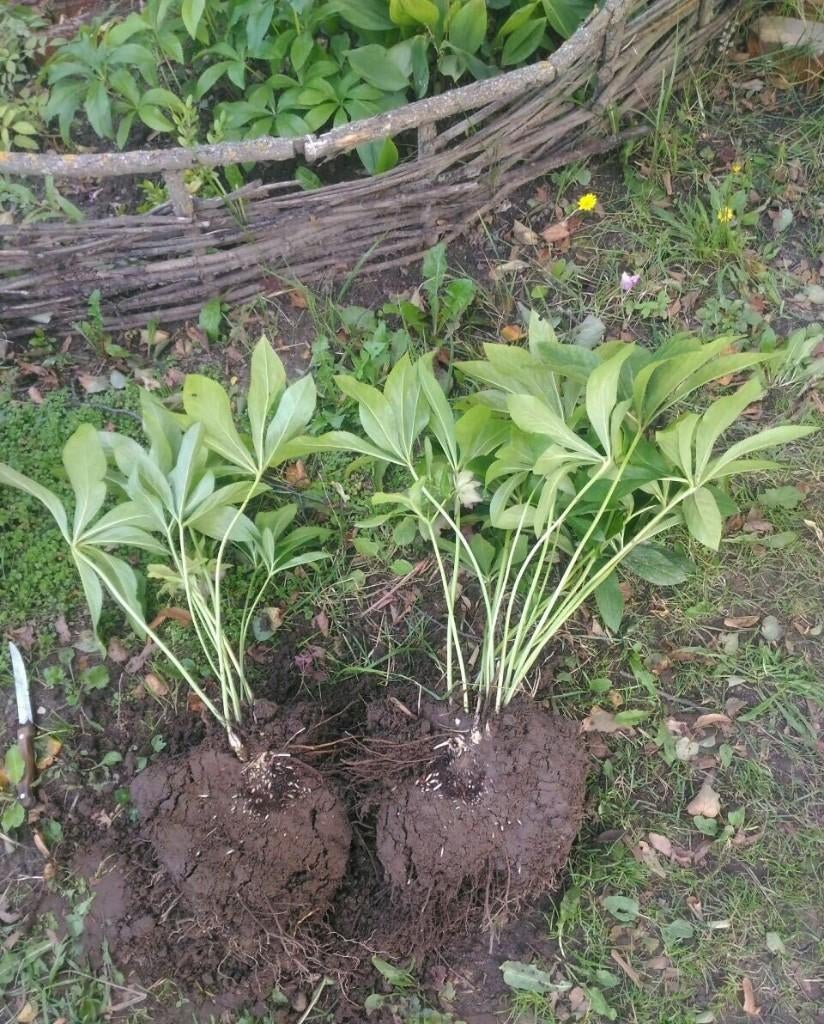 Jonge, eenjarige zaailingen van Helleborus, Vaste plant, Halfschaduw, Winter, Ophalen