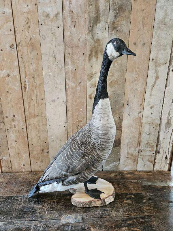 opgezette gans,canadeese gans ``WOONWINKEL RUSTIEK``, Verzamelen, Dierenverzamelingen, Ophalen of Verzenden, Zo goed als nieuw