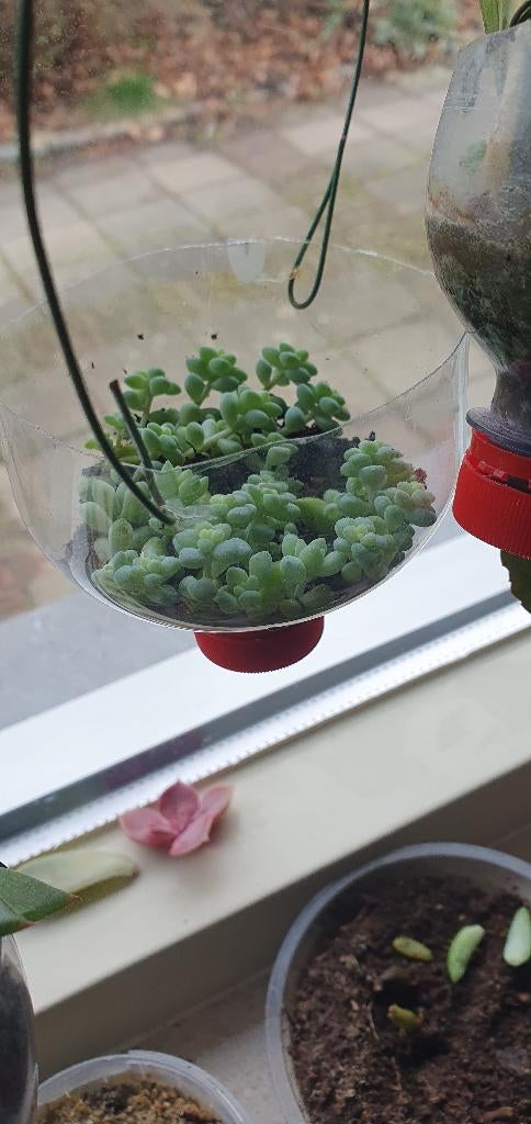 Sedum morganianum, vormt lange slingers, zie foto's, Huis en Inrichting, Kamerplanten, Ophalen, Halfschaduw, Minder dan 100 cm