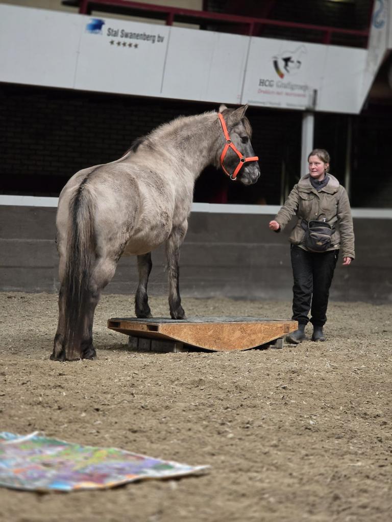 Leasepony aangeboden – Schaijk, Ophalen, Zo goed als nieuw
