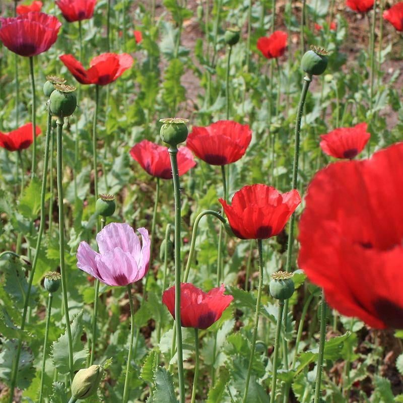 Mix papaver (6000 zaden) Biologische Klaproos - Bloemen, Tuin en Terras, Ophalen of Verzenden, Gehele jaar, Volle zon, Zaad
