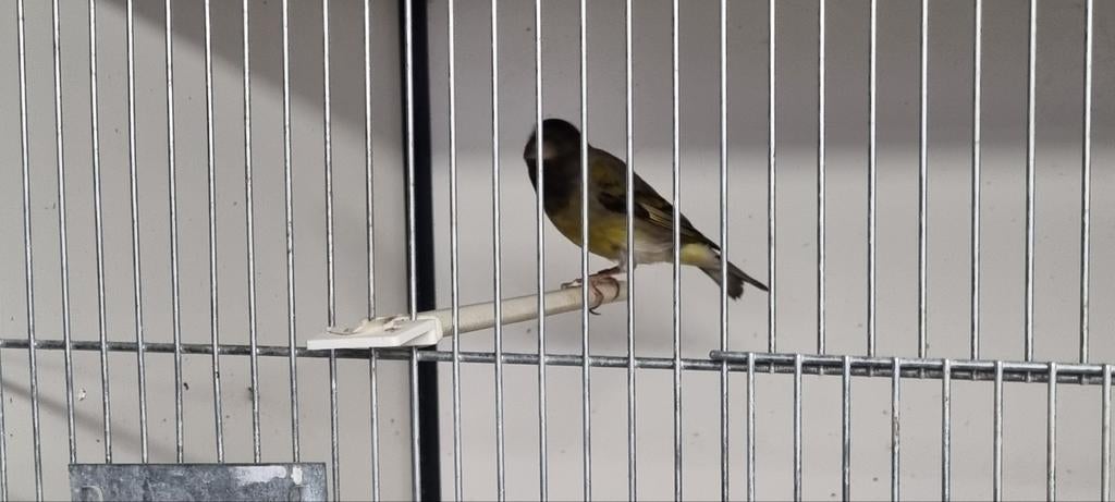 Bastaard zwarte sijs man, Mannelijk, Wildzangvogel, Geringd