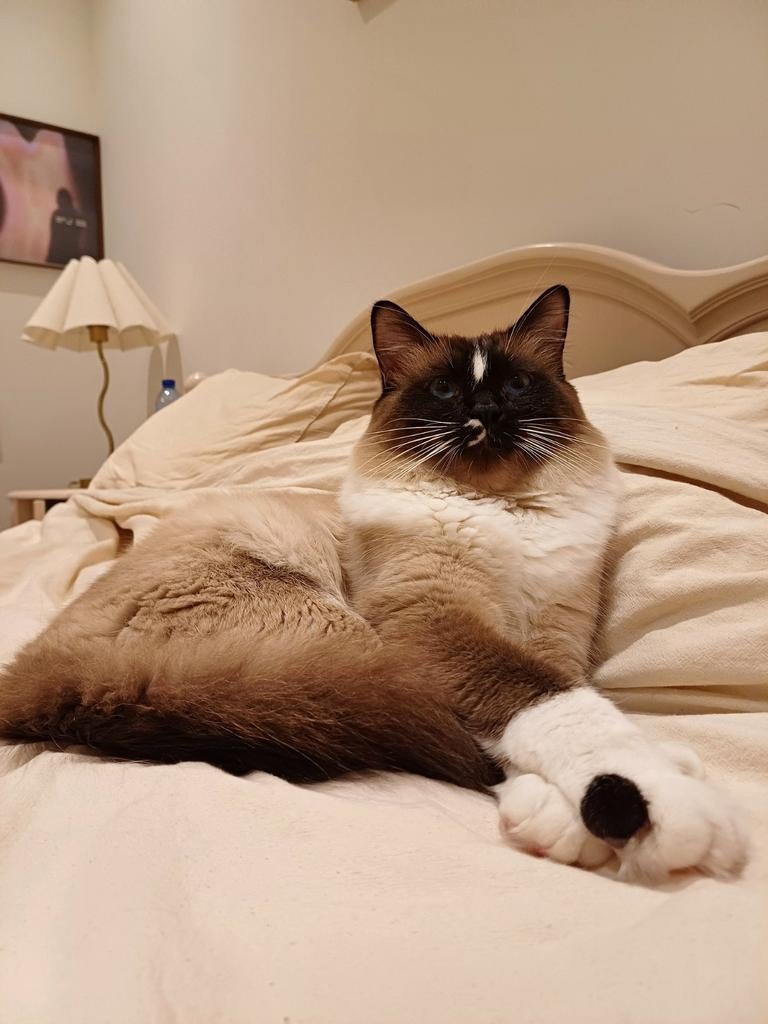 Kater ter dekking ! NOT FOR SALE !, Kater