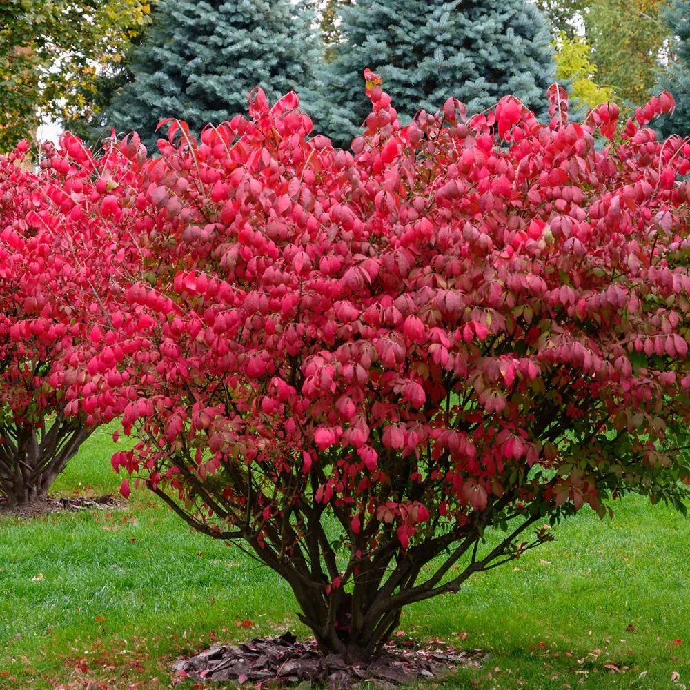Kardinaalshoed (Euonymus europaeus) 120-130cm, Tuin en Terras, Planten | Struiken en Hagen, Ophalen, Overige soorten, Struik, 100 tot 250 cm
