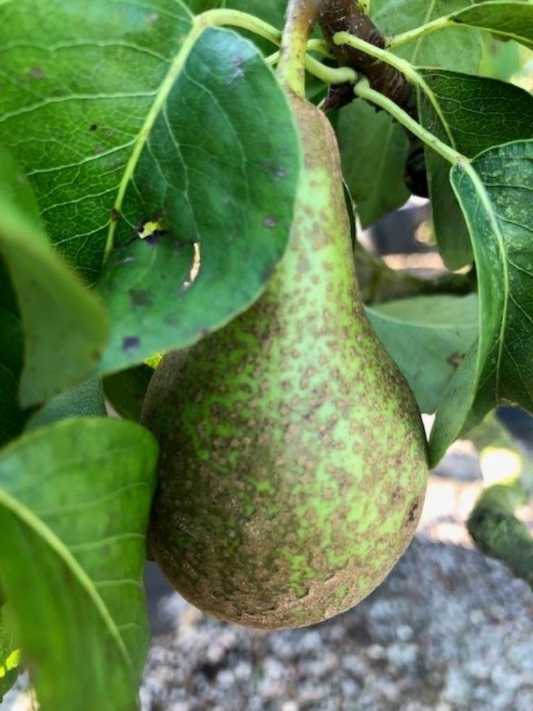 Lei peren boom, 'Conference' totaal 150 cm hoog! € 24,95, Ophalen, Lente, Volle zon, Perenboom