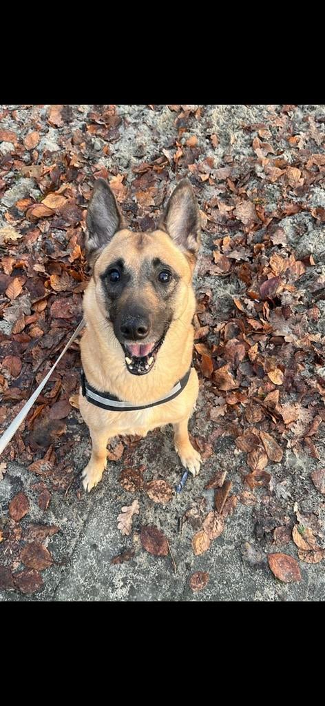 Gouden mandje gezocht, Dieren en Toebehoren, Honden | Niet-rashonden, Middel, Teef, Particulier, Eén hond, Nederland, 6 jaar of ouder