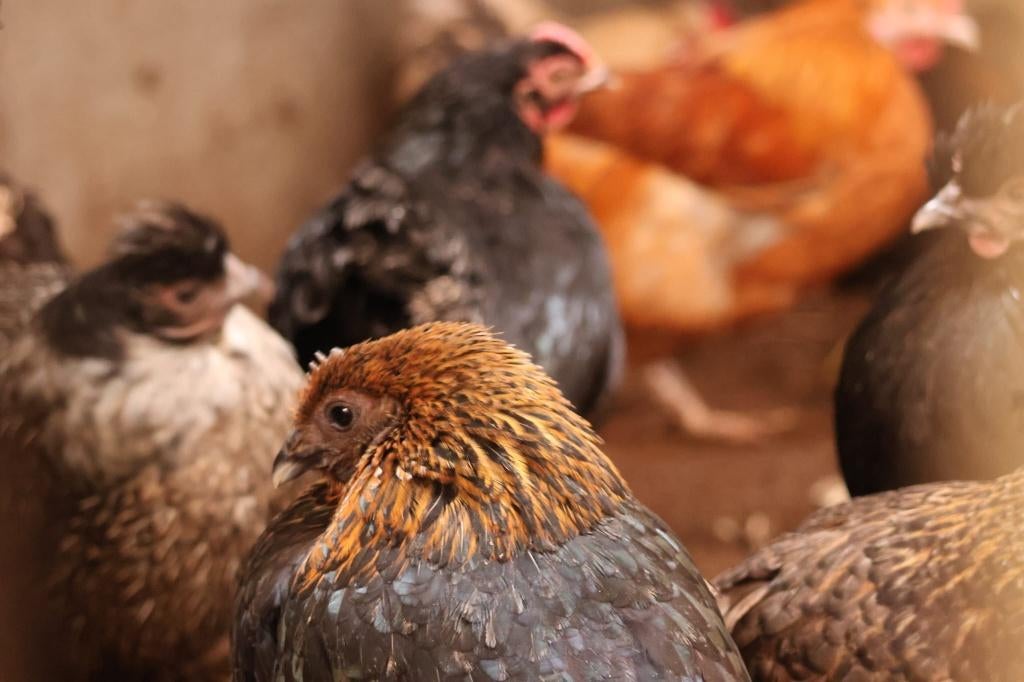 Diverse kippen te koop (geen raskippen), Dieren en Toebehoren, Vrouwelijk, Kip