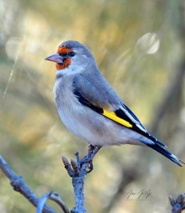 Gezocht koppel grijskop putters, Meerdere dieren, Wildzangvogel