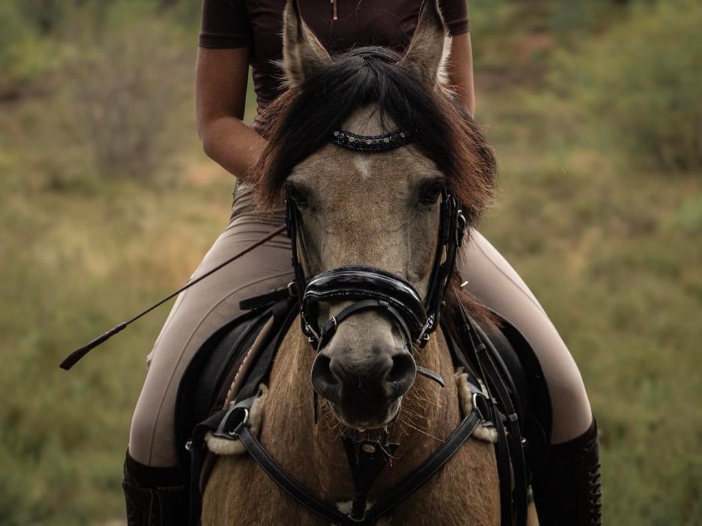 Verzorger/bijrijder gezocht, Dieren en Toebehoren, Ophalen of Verzenden