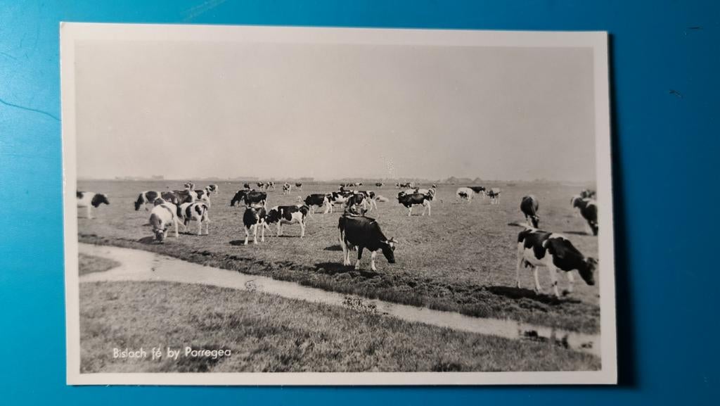 Parrega,  Bislach fé by Parregea, koeien, Ophalen of Verzenden, 1940 tot 1960, Ongelopen, Friesland
