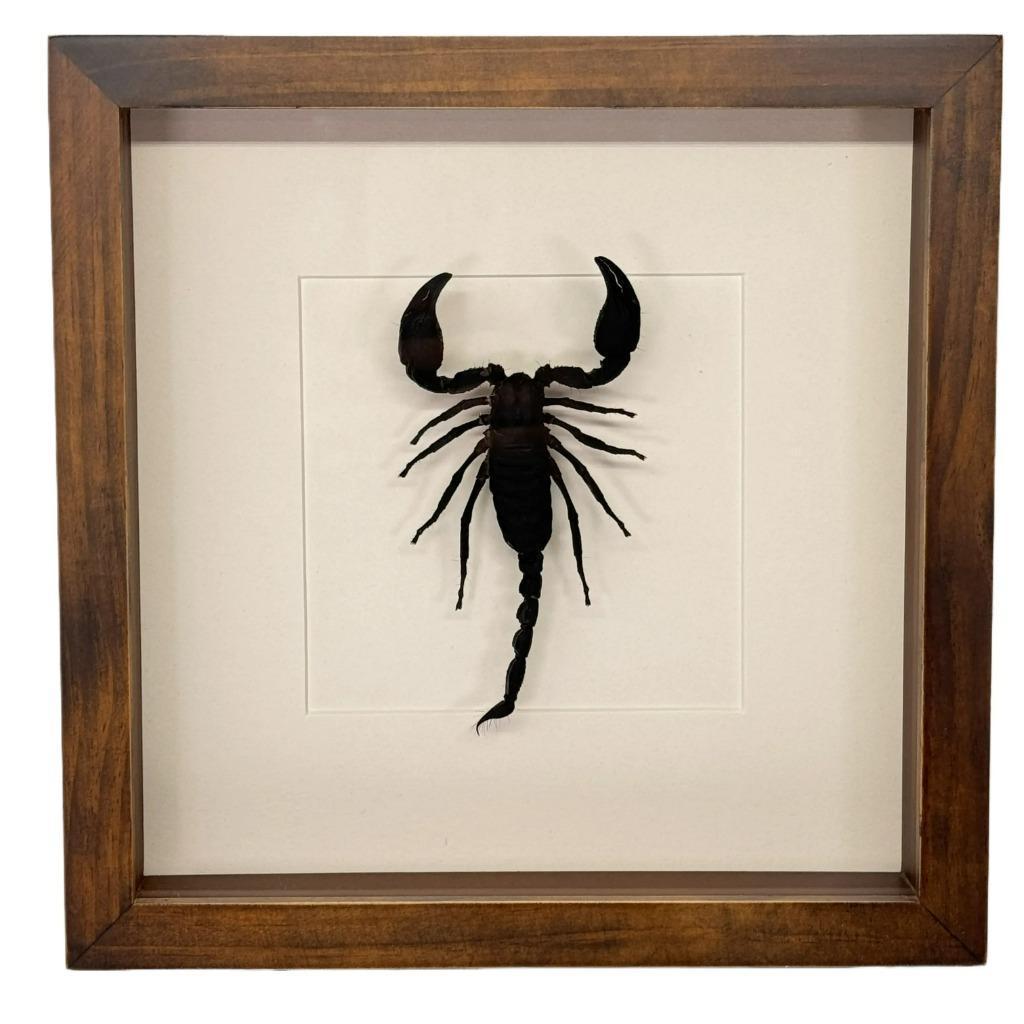 Palamnaeus fulvipes schorpioen passe partout lijst 25x25 cm, Verzamelen, Ophalen of Verzenden, Nieuw, Insect, Opgezet dier