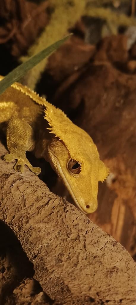 Wimpergekko's. Crested Gecko's. Crested Gecko - female for sale from SandraM