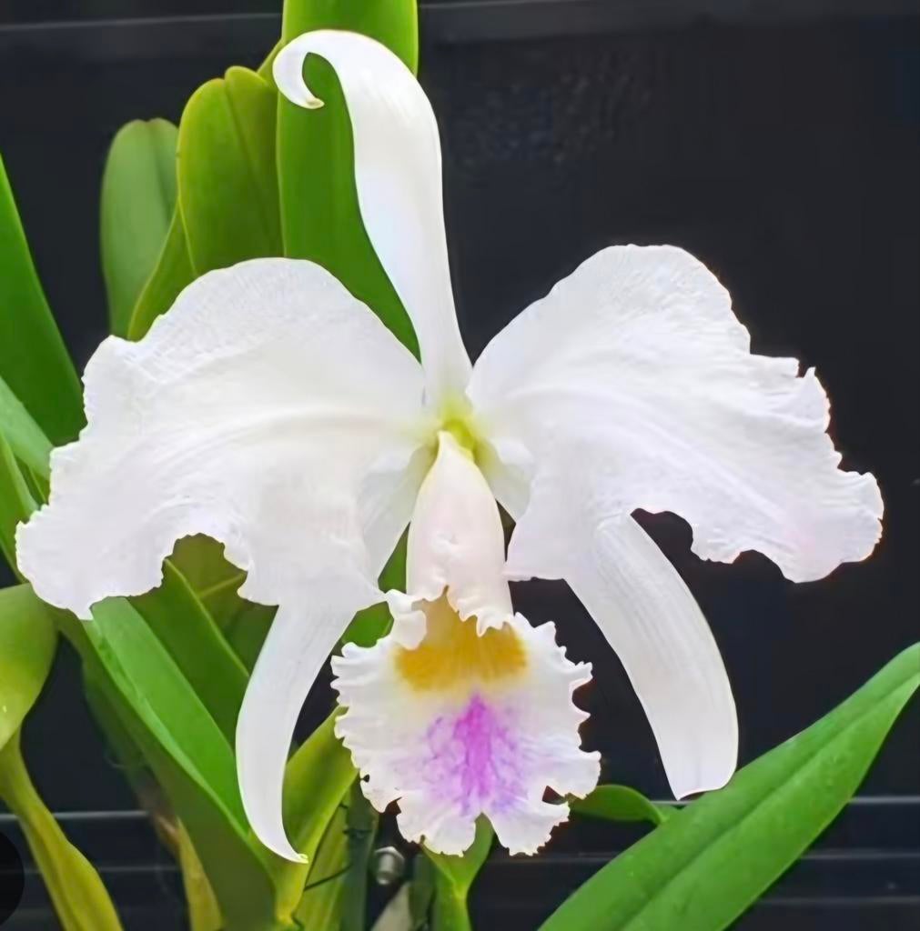Cattleya trianae semi alba DEELSTUK, Huis en Inrichting, Kamerplanten, Ophalen of Verzenden, Halfschaduw, Minder dan 100 cm