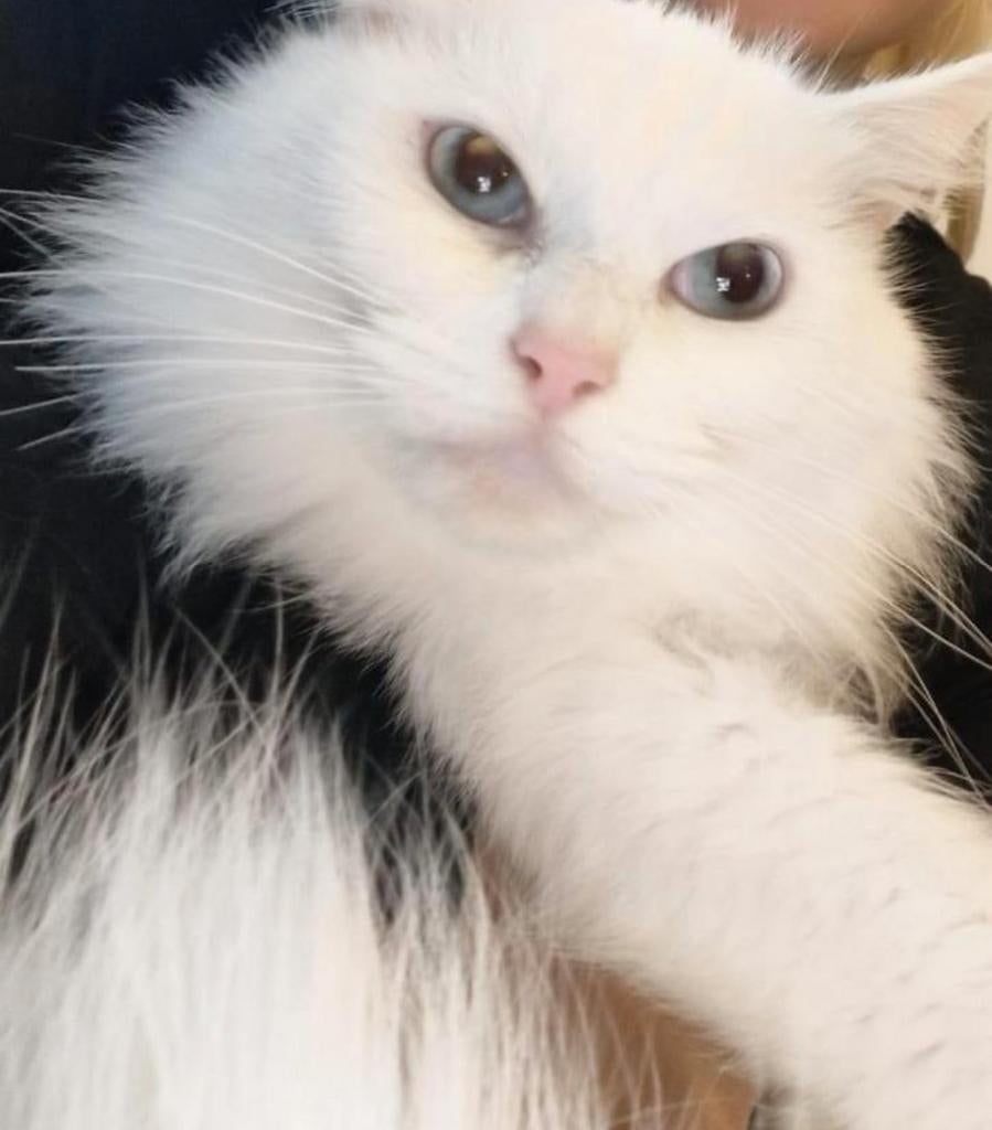 Mooie white solid Ragdoll poes. NIET DOOF. (herplaatser), Poes, Gechipt