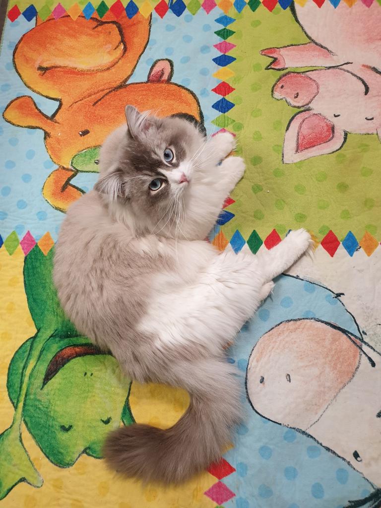 Ragdol Blue Lynx Bicolor Dekkater(NIET TE KOOP), PKD, HCM,++, Dieren en Toebehoren, 3 tot 5 jaar