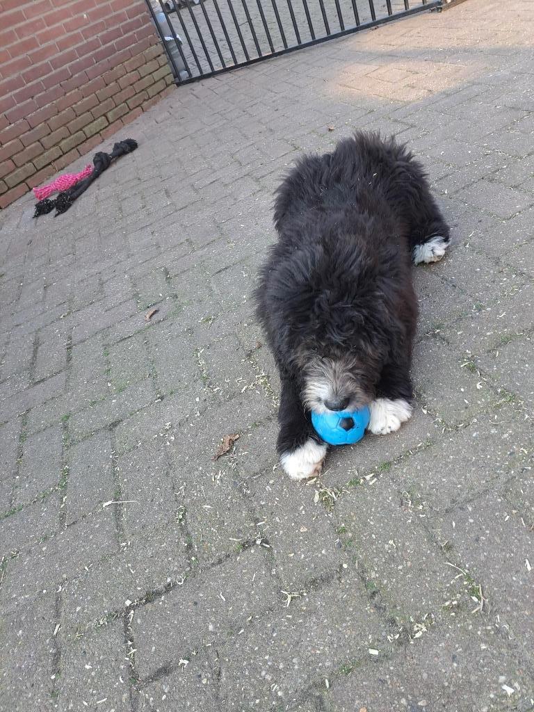 Bernedoodle pups, Overige rassen, Meerdere, Meerdere dieren, Nederland