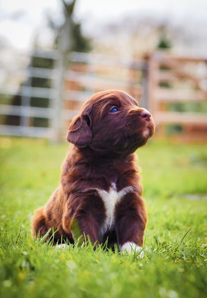 puppy's, Overige rassen, 8 tot 15 weken, Meerdere, Meerdere dieren