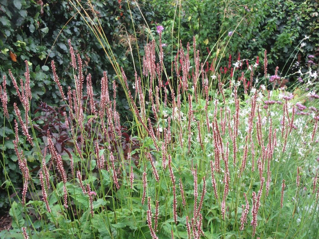 polygonum duizendknoop, Tuin en Terras, Planten | Tuinplanten, Vaste plant, Overige soorten, Halfschaduw, Zomer, Ophalen