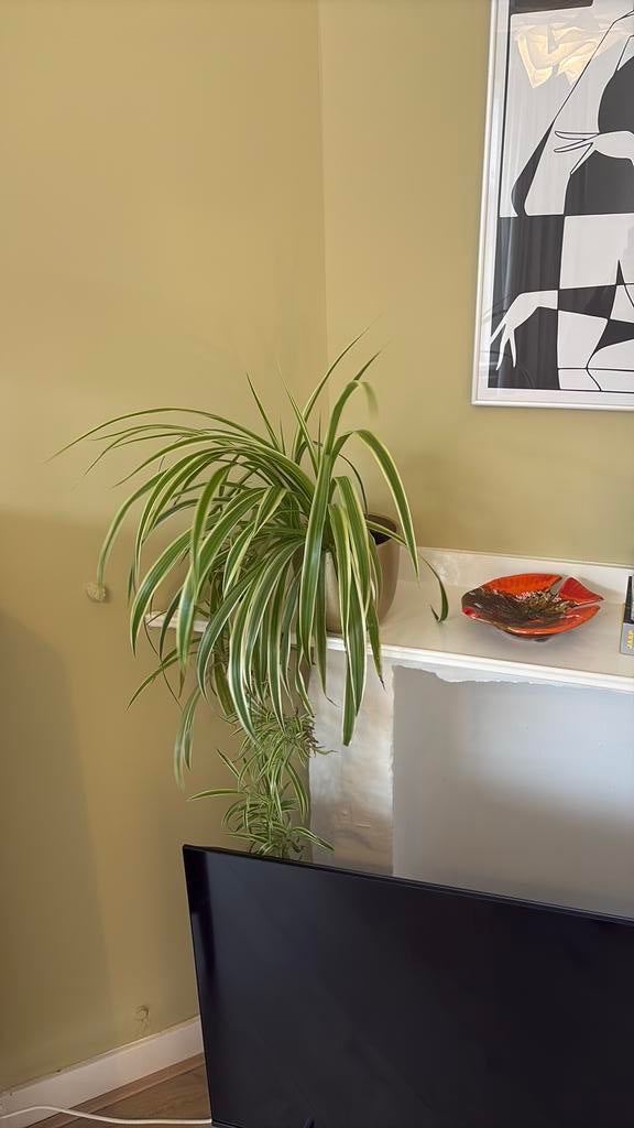 Graspalm met bloempot, Ophalen, Halfschaduw, Minder dan 100 cm