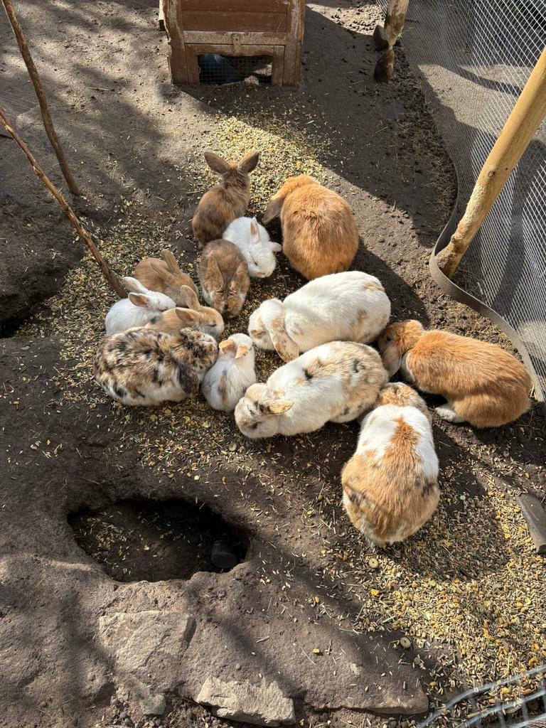 Prachtige jonge konijntjes, Dieren en Toebehoren, Konijnen, Meerdere dieren, Dwerg, Hangoor, 0 tot 2 jaar