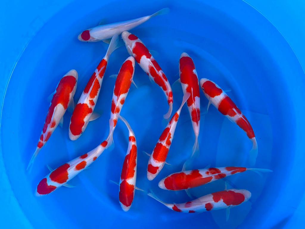 Prachtige mooie go-sanke van odakan tosai, Dieren en Toebehoren, Karper of Koi