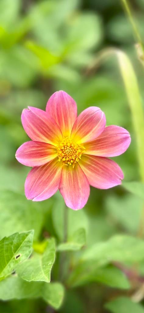 Dahlia knol 34, Tuin en Terras, Bloembollen en Zaden, Ophalen of Verzenden, Volle zon, Knol