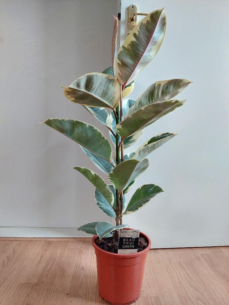 Ficus Elastica Tineke - Rubberboom / Rubberplant H: 93 cm., Ophalen, Ficus, Halfschaduw, Minder dan 100 cm