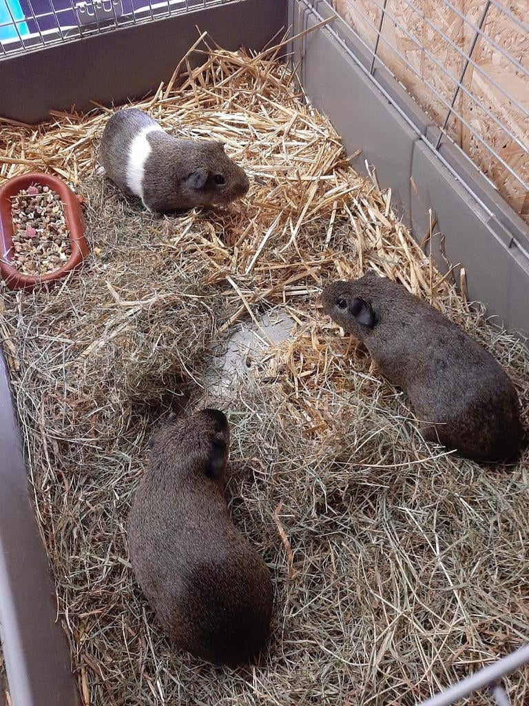 3 cavia beertjes met kooi, Dieren en Toebehoren, Januari, Mannelijk, Cavia