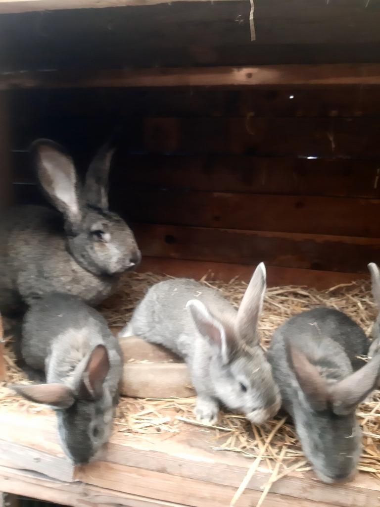 Vlaamse reuzen voedster en jongen, Dieren en Toebehoren, Konijnen, Meerdere dieren, Groot