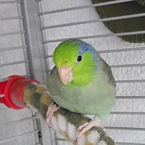 Plek gezocht voor forpus muspapegaai Paco, Mannelijk, Parkiet, Tam
