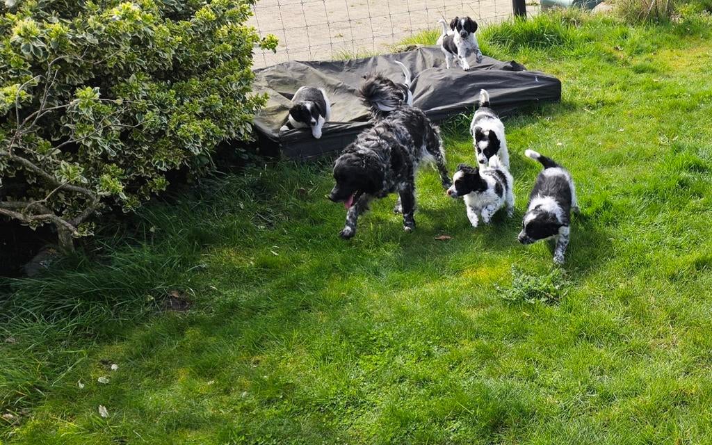 Onwijs leuke kruising Friese Stabij  Kooiker puppy's!, Parvo, Overige rassen, 8 tot 15 weken, Meerdere