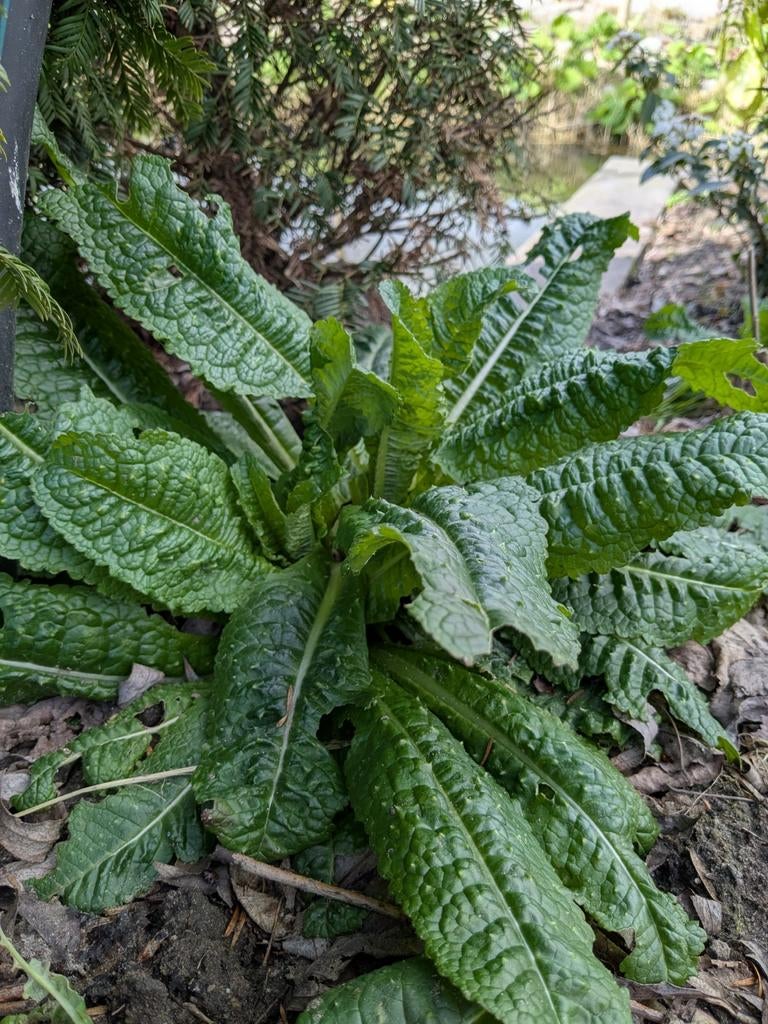 Stekken. Grote kaardenbol, Tuin en Terras, Planten | Bomen, Ophalen, Volle zon, Overige soorten, 100 tot 250 cm