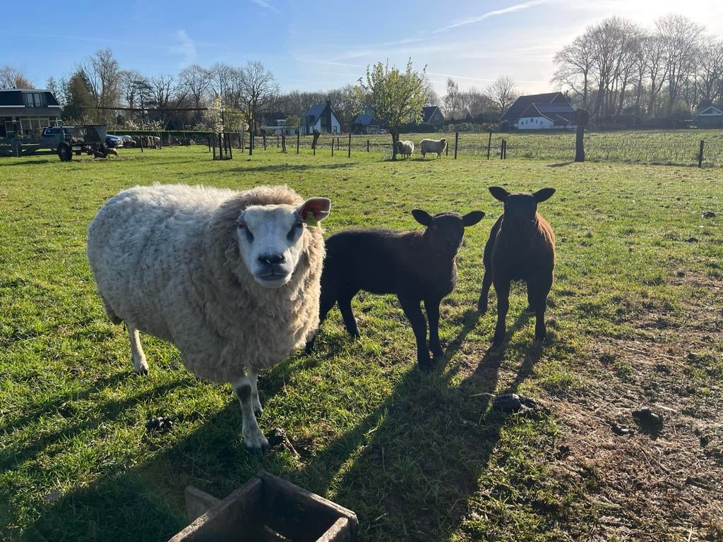 Schaap met lammeren, Vrouwelijk, Schaap